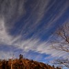 枯れた空