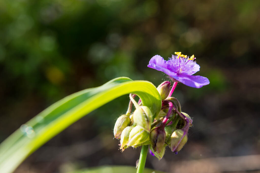 公園のちっちゃなお花