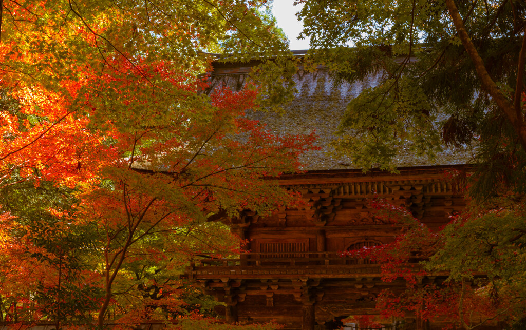 大矢田神社の紅葉