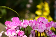 温室のお花たち