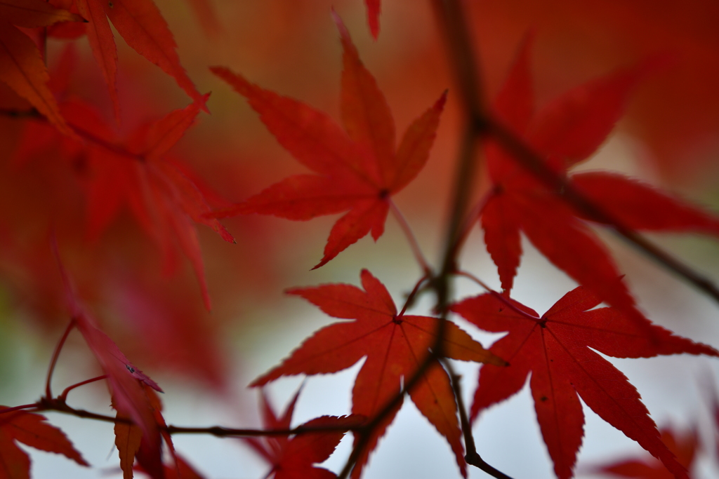 bright　red♡