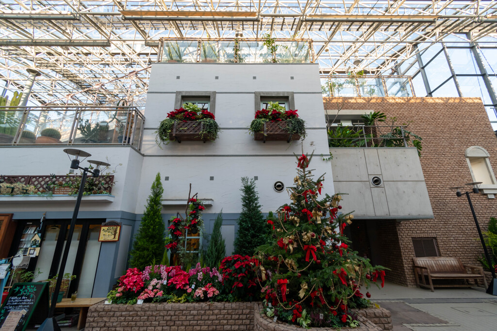 植物園のクリスマス②
