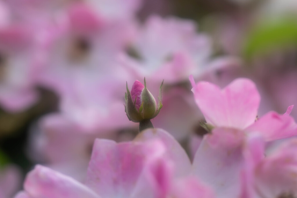 今はまだ蕾