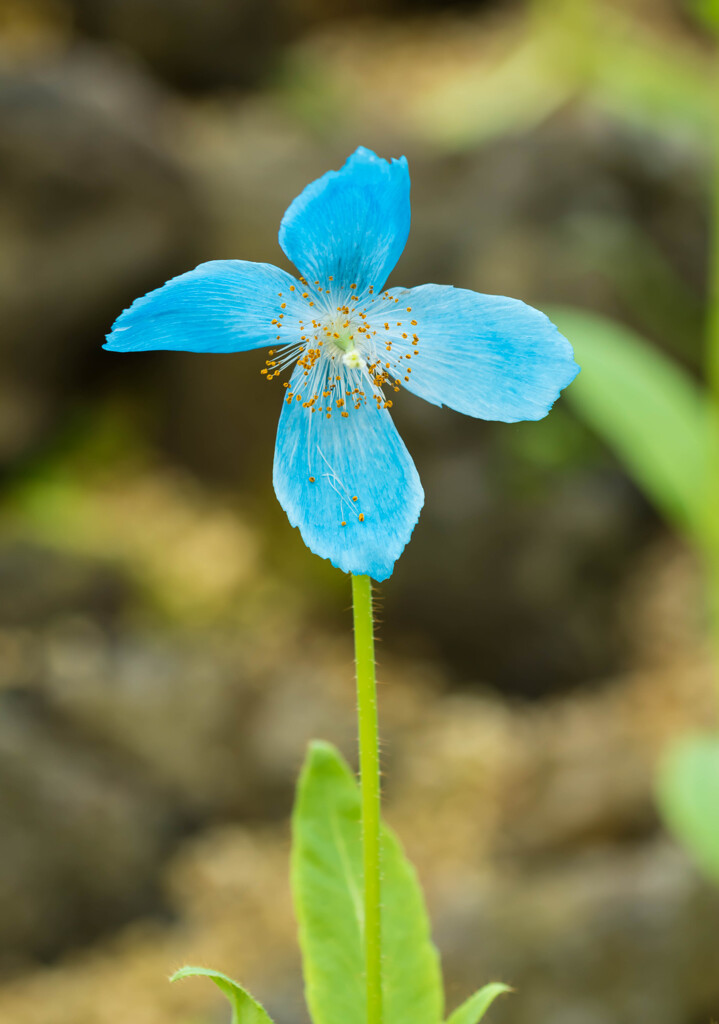 初めての場所～咲くやこの花館②～