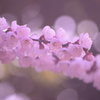 春光