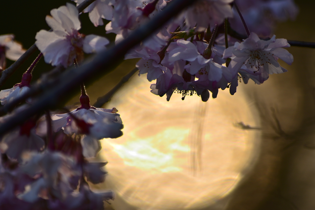 夕日と桜