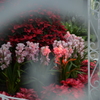 Winter　flowers♡