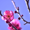 梅♬
