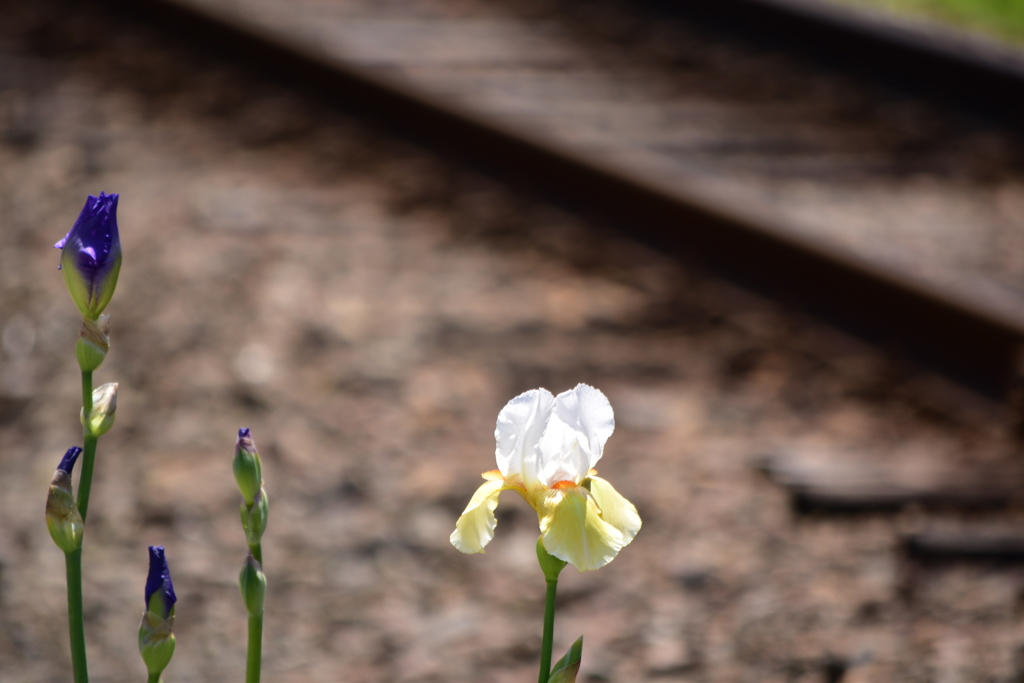 線路沿いの花