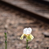 線路沿いの花