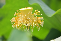 蓮田の花火(^^)v