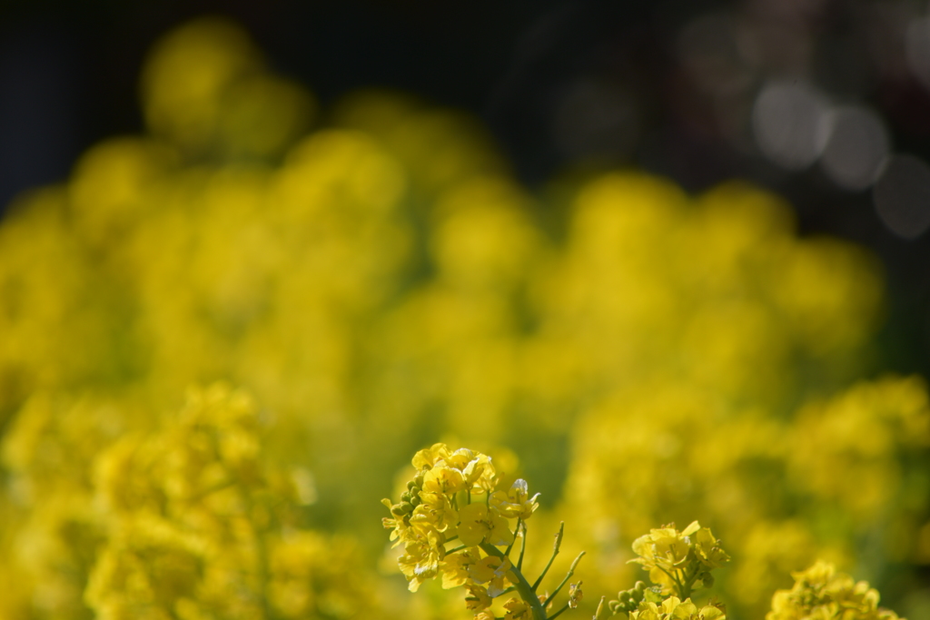 菜の花畑♪