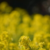 菜の花畑♪