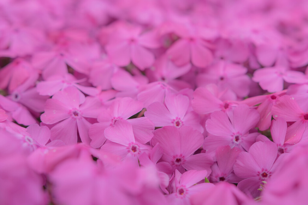 【お蔵から】芝桜の世界