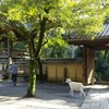 ヤギのお散歩♪