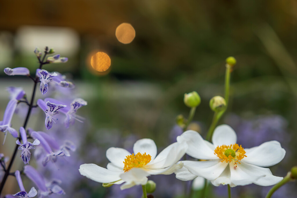 秋の植物園～2022～