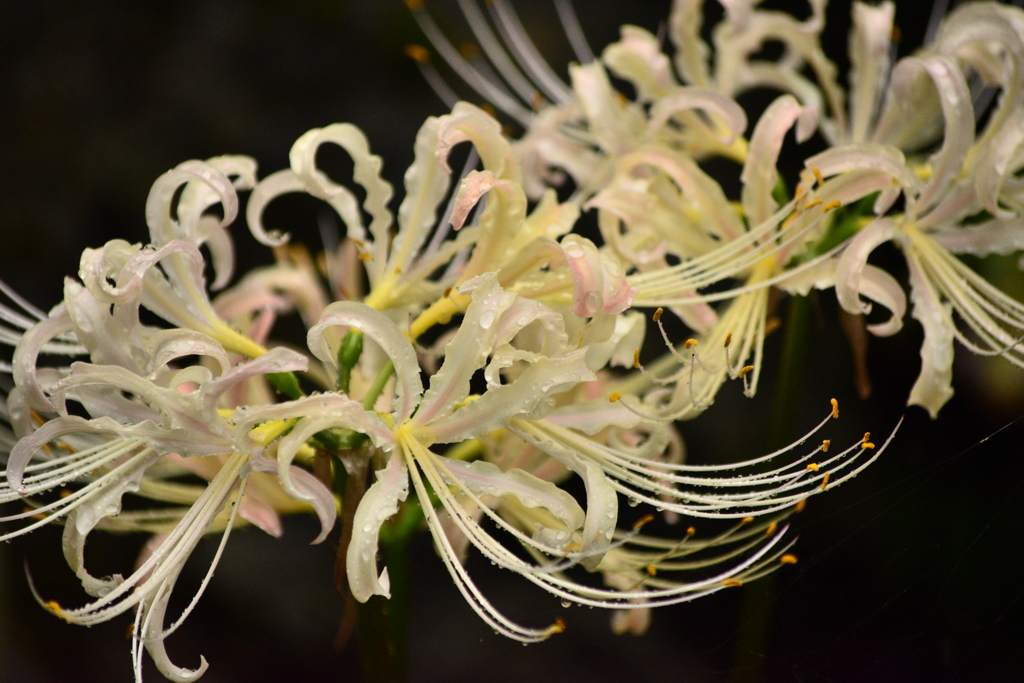 White amaryllis