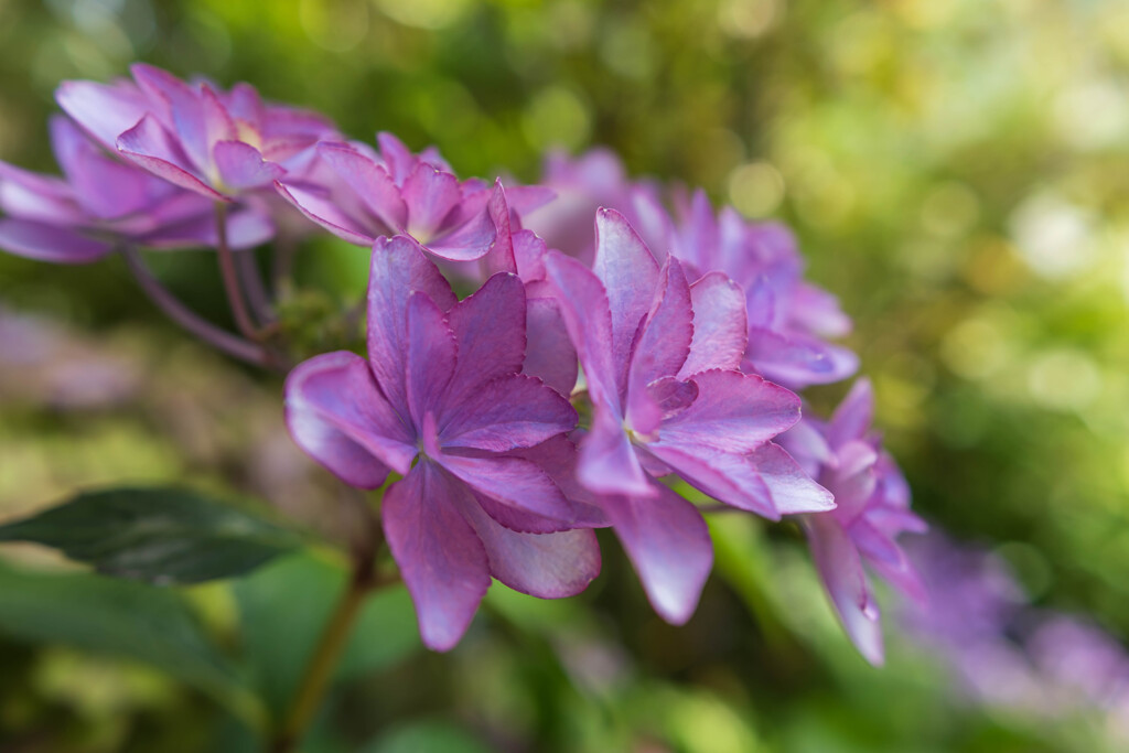 初夏の植物園～紫陽花③～