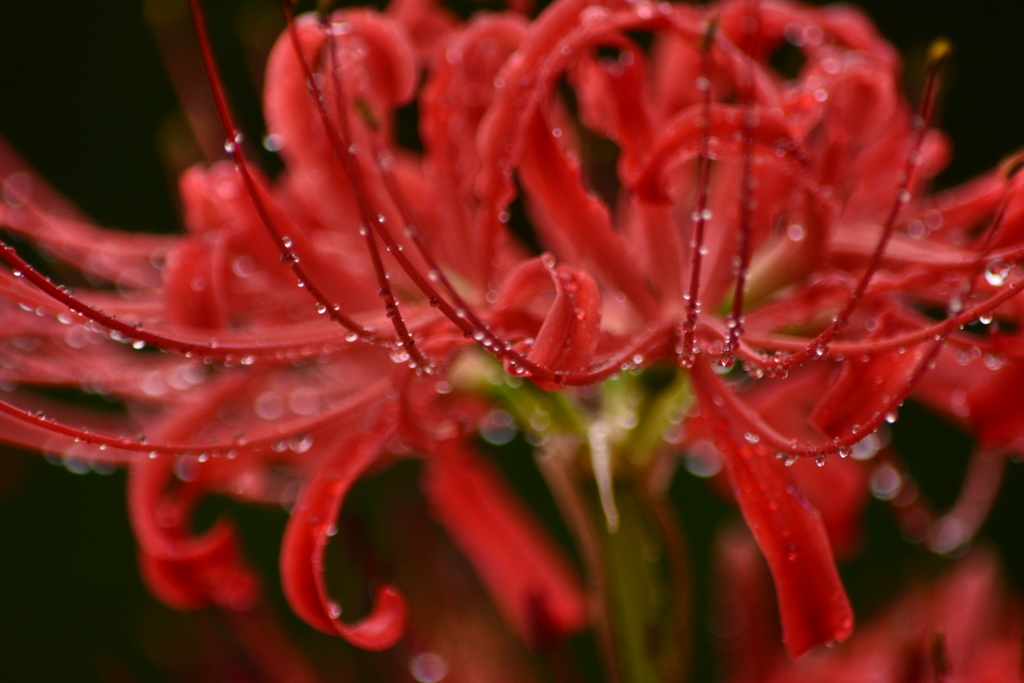 秋雨に濡れる曼珠沙華