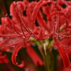 秋雨に濡れる曼珠沙華