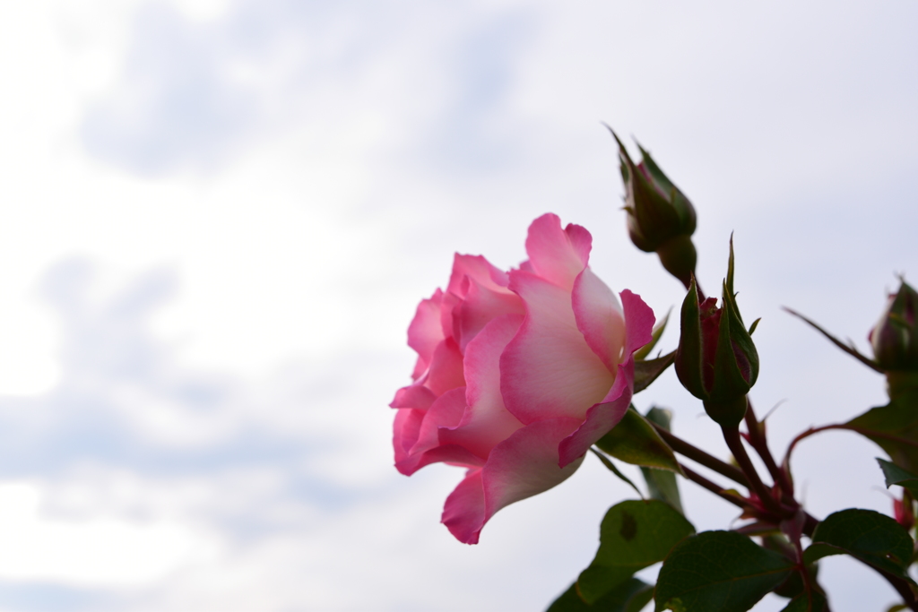 rose