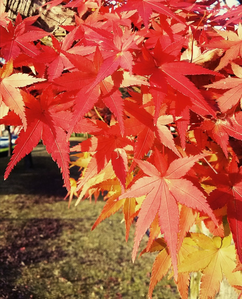 近所の紅葉♪