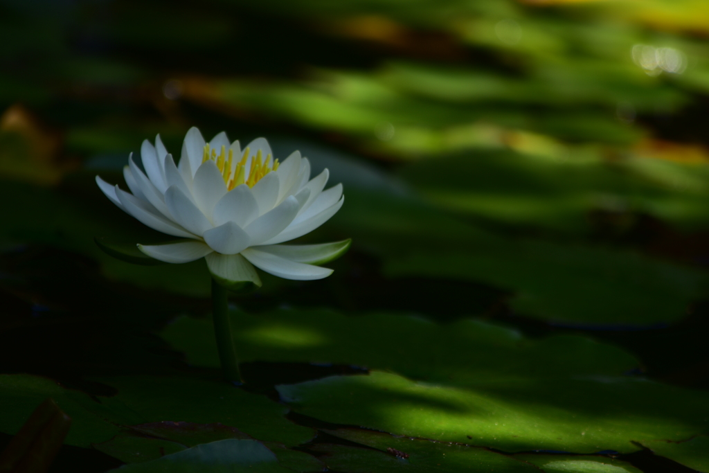 存在感