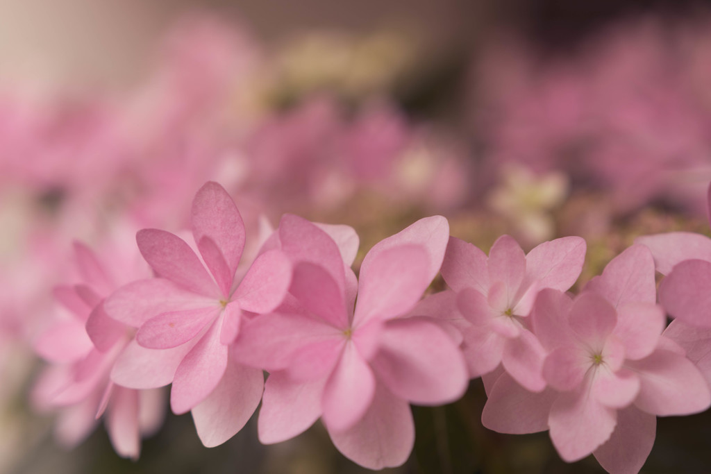 植物園で出会ったお花