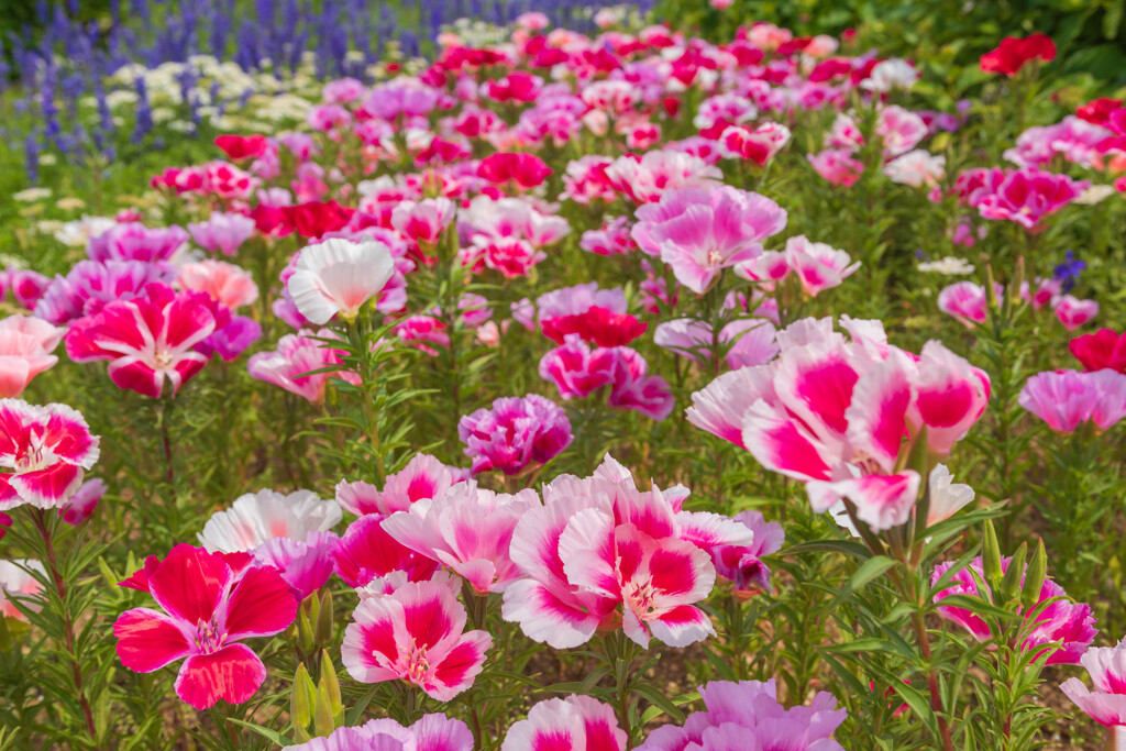 待っていてくれたお花たち♪