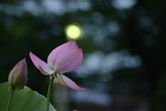 お花の上にちょこん♪