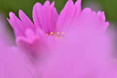 ♡Softly♡