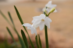 春を知らせる花