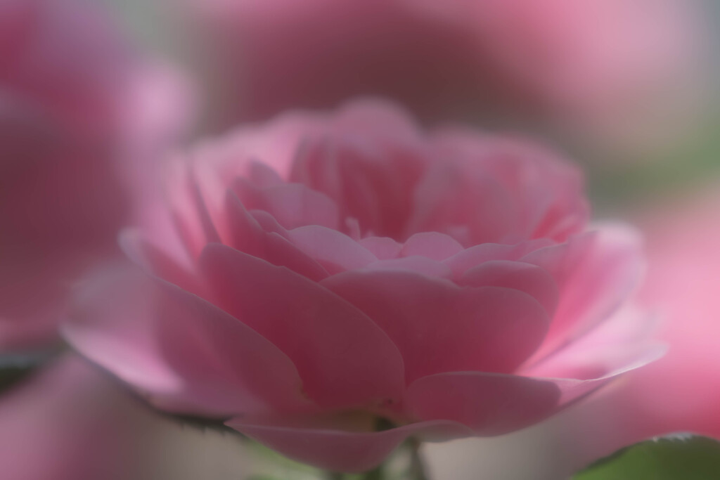 Pink rose
