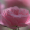 Pink rose
