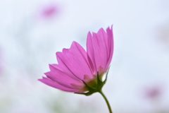 ♡秋桜♡