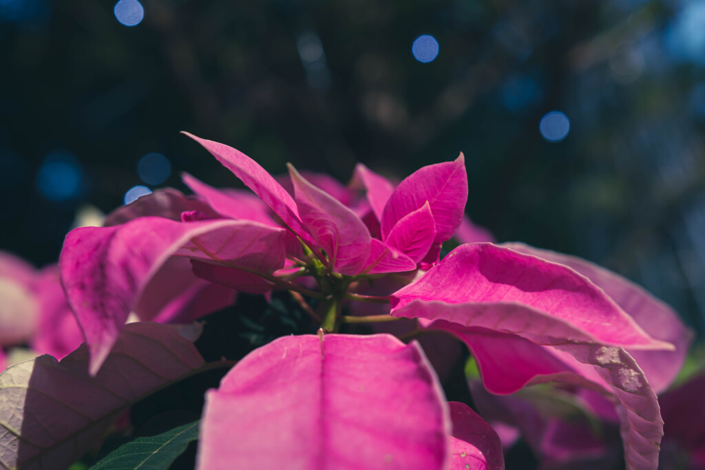 クリスマスを待つ植物園