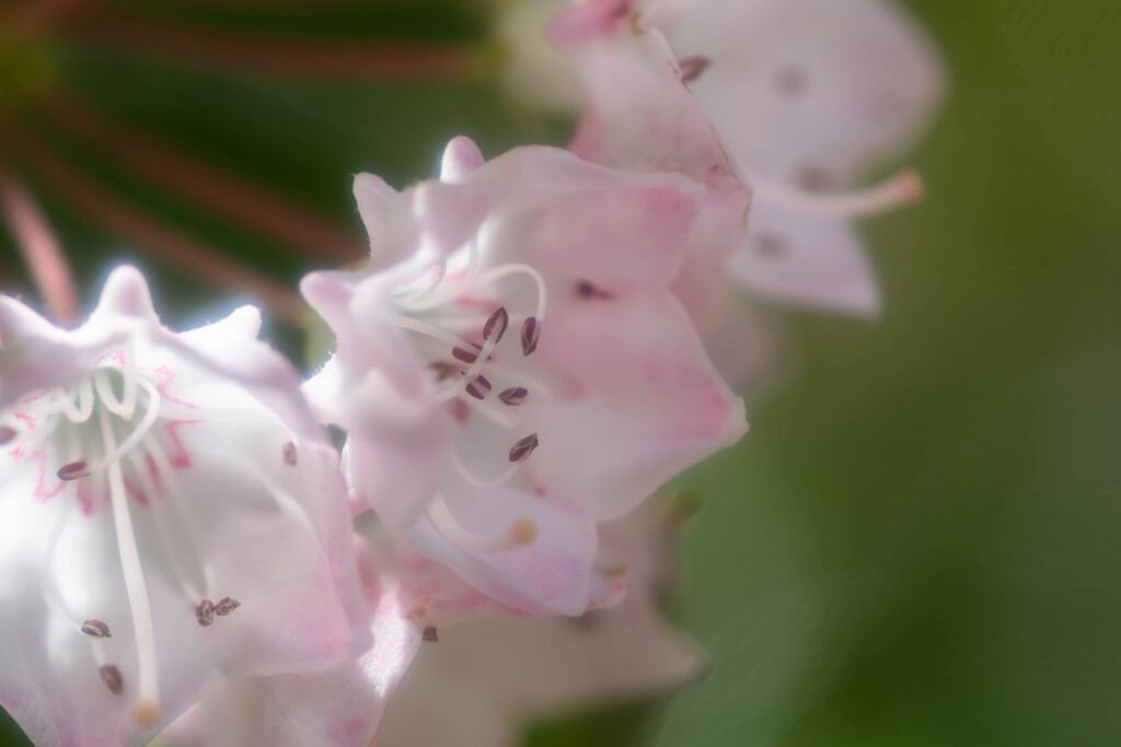 Kalmia♡