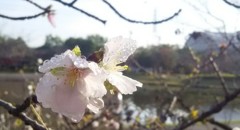 雨上がりのさくら