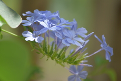 真夏の植物園で♡