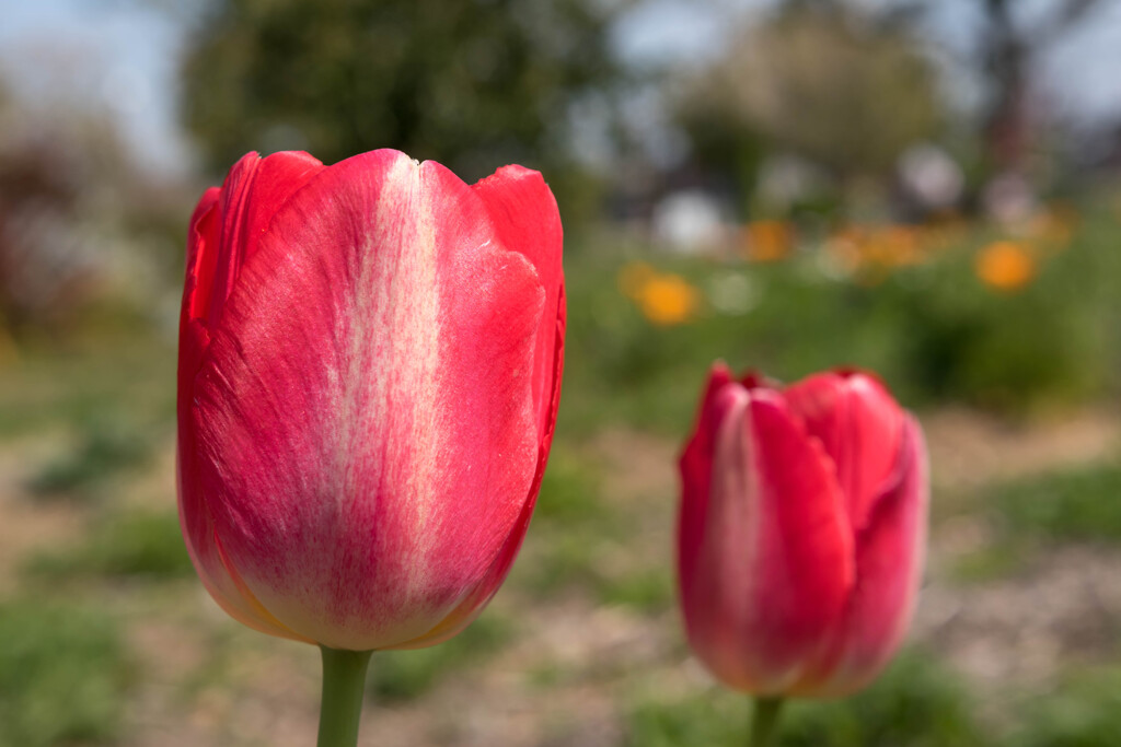  Red Tulip♡