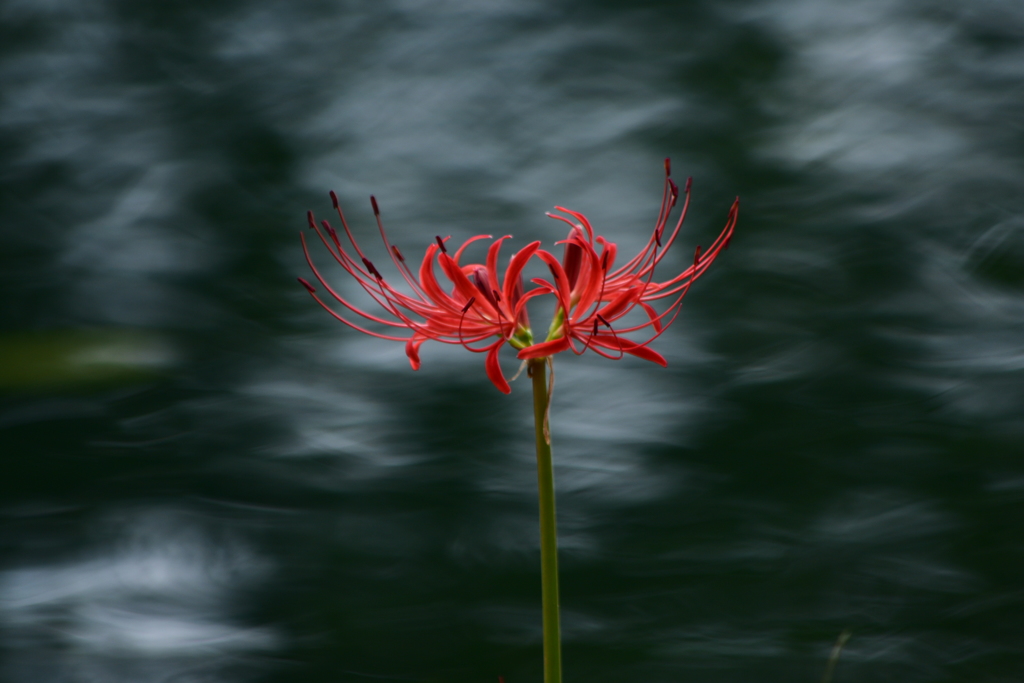 水際に咲く曼珠沙華