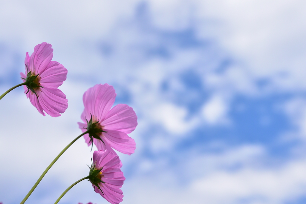 秋桜と秋の空