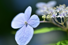 花…開く♡