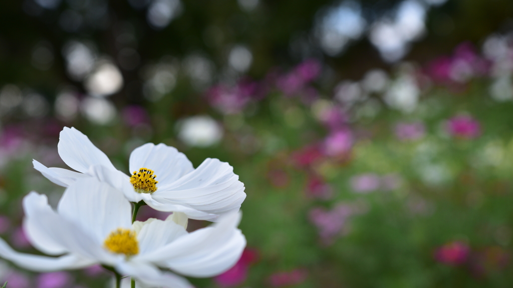 白い秋桜