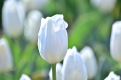 White tulip♪