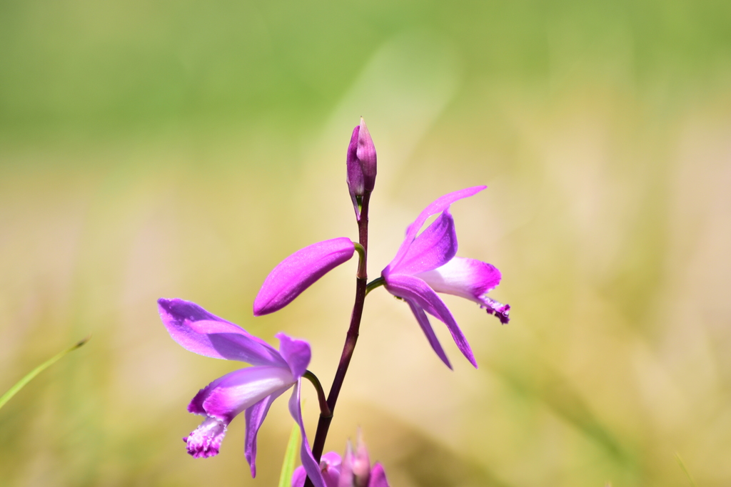 春の花♪