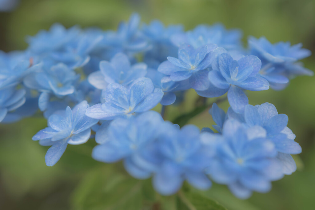 紫陽花～ブルー～