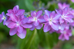 紫陽花～パープル～