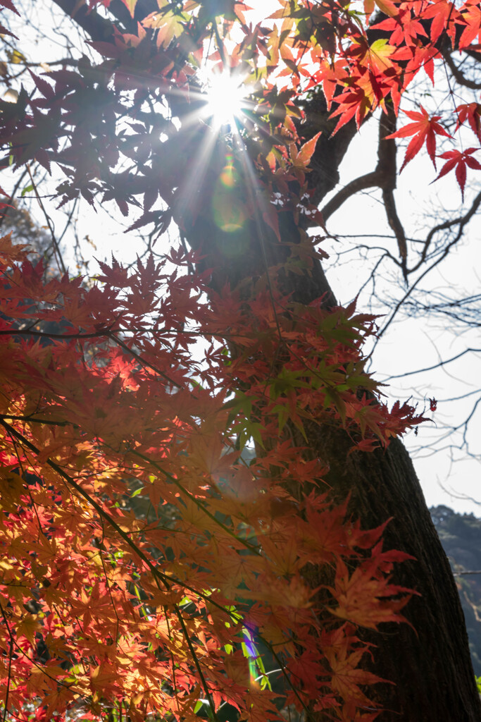 愛岐トンネル群の紅葉