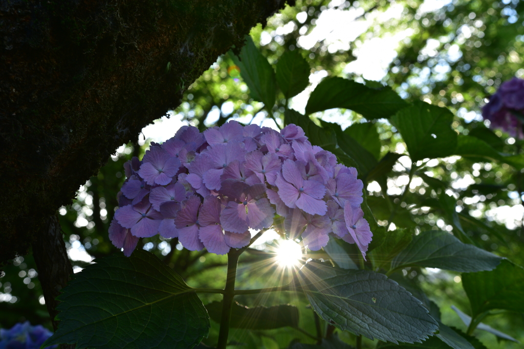 紫陽花の涙